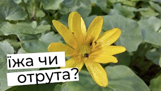 ПШІНКА ВЕСНЯНА. КАРТОПЛЯ-ФРІ МЕЗОЛІТУ. FICARIA VERNA