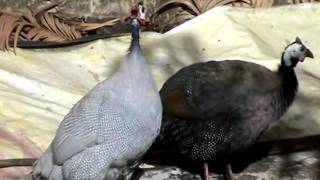 O canto prolongado  do Guiné(galinha de angola)/The song of the chicken of angola