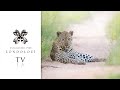 VIRTUAL SAFARI: ULTIMATE GAME DRIVE HIGHLIGHTS #48 - Londolozi TV