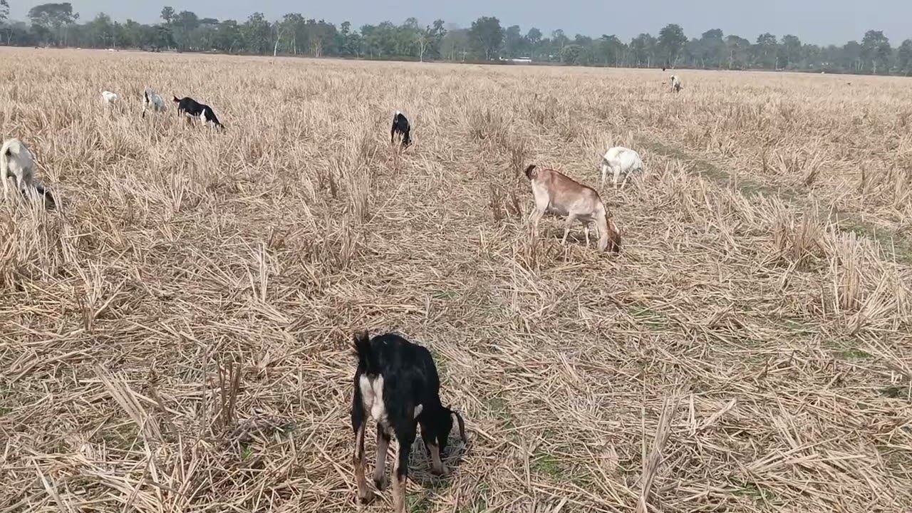 ছাগলীৰ পেট ফুলিলে বা বিষকক্ৰিয়া হলে কি দিব লাগে জানো আহক ।
