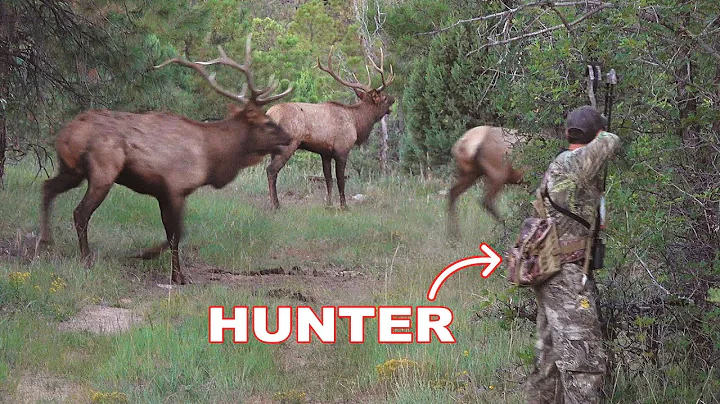 BOW HUNTING ELK in a RUT FRENZY!!! - (WE ALMOST GO...