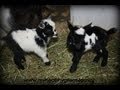 For the Love of Life: Baby Nigerian Dwarf Goats