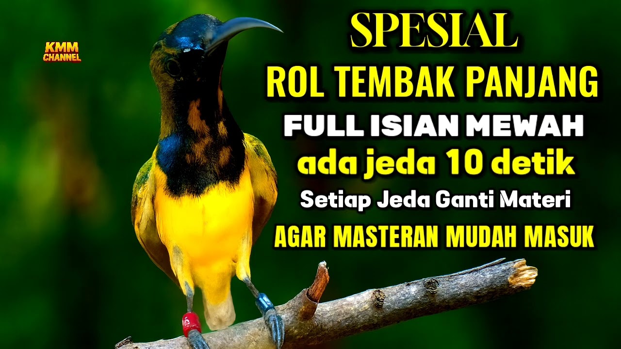 Dijamin mudah masuk‼️ Masteran sogon full isian tembakan