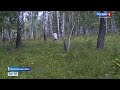 Новосибирские грибники всё чаще теряются на тихой охоте