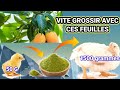 Comment faire pour vite  grossir les poules avec la poudre des feuilles de mangue 