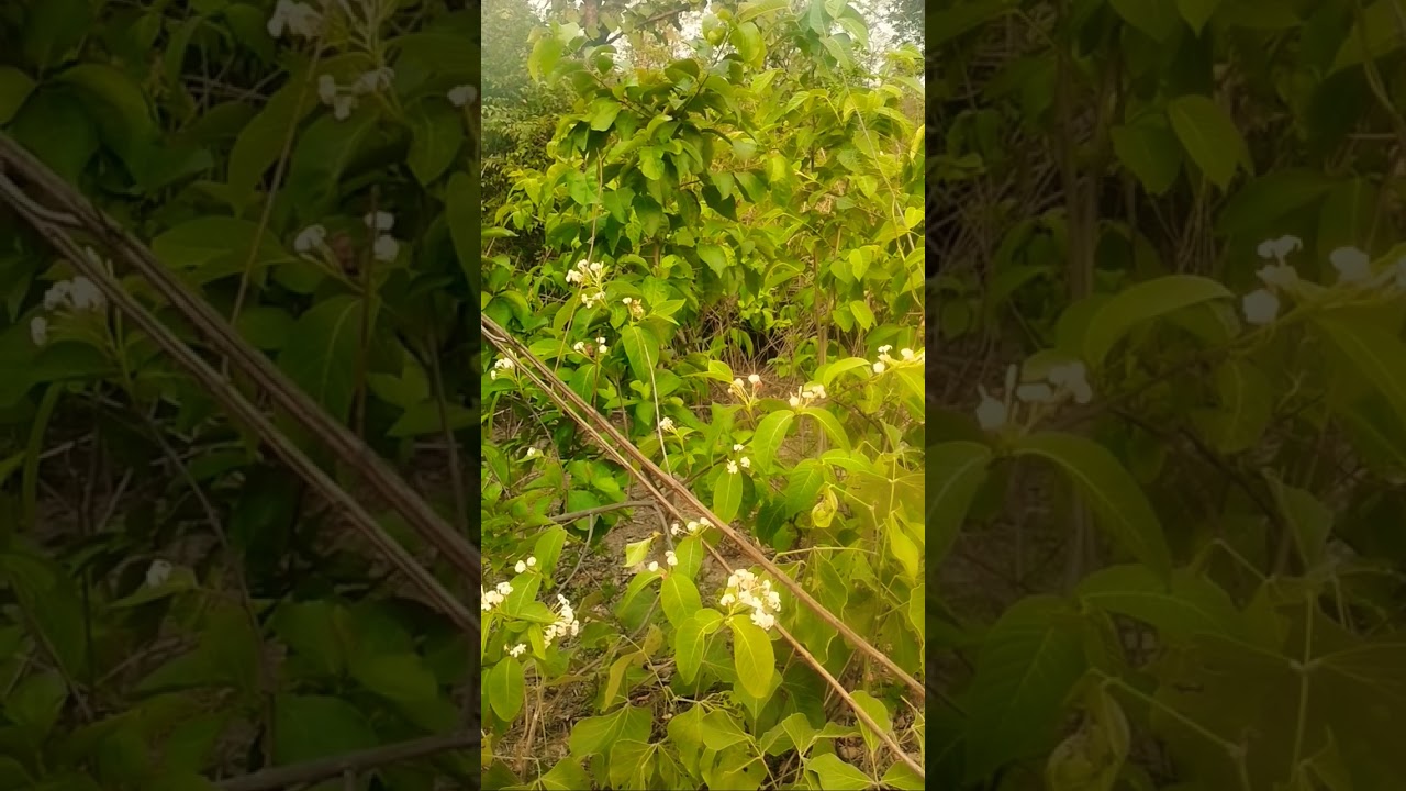 Beautiful flowers 🌼 