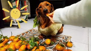 Cute Dachshund eats oranges extremely funny!!!