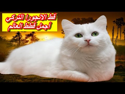 كل ما تريد معرفته عن قط أنجورا التركي|ماذا تعرف عن قط الانجورا التركي؟TURKISH ANGORA CATS