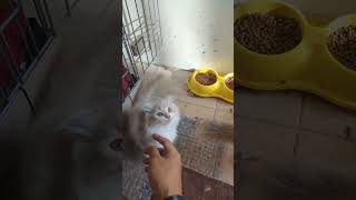 Latte dan wiloo 🤗 #catshorts #kitten #scottishfold #cute