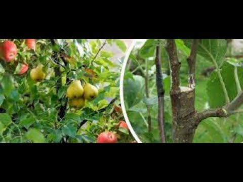 Как привить грушу к яблоне: методы для начинающих, правильное прививание своими руками