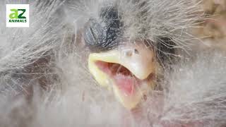 Mythbuster Monday: Baby Birds & Human Touch