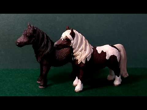 Сравнения лошадок. Мерины Шотландского пони