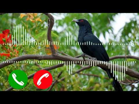 Koyal ringtone  Koyal sound effect by the mobile ringtone