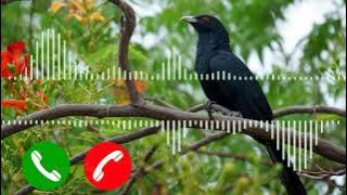 Koyal ringtone | Koyal sound effect by the mobile ringtone