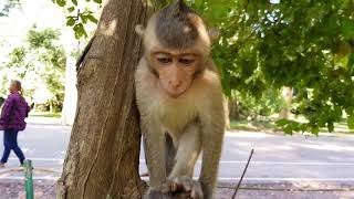 ADORABLE BABY MONKEY&#39;S NAME IS JOKEY