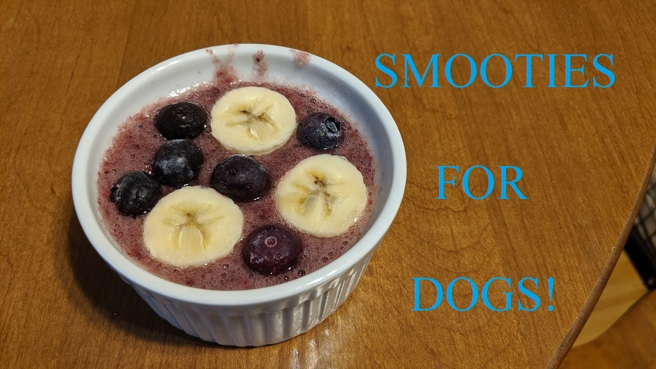 Dog Smoothie! DIY Blueberry Banana Smoothie For DOGS! YouTube