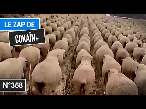 Le Zap de Cokaïn.fr n°358