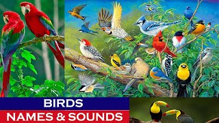 BIRDS Names and Sounds | Learn Bird Species in English | Birds pictures with Sound \& Name in English