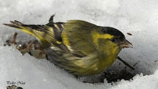 تزاوج طائر النعار وأنثى الكناري لإنتاج هجينEurasian siskin mating and female canary