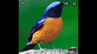 Suara Pikat Burung Tledekan pikat Burung