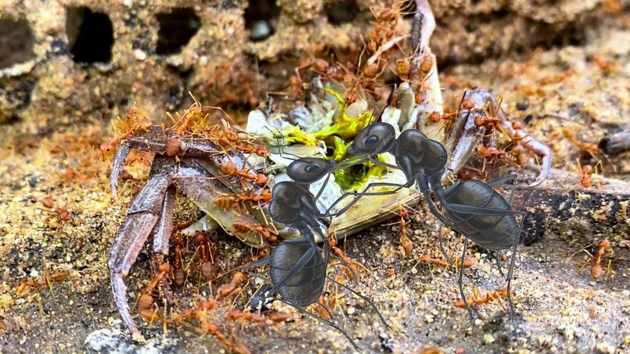 How long Will Ant spend time to Eat a Big Crab ? 