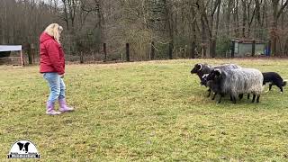 Der Wurm ist drin #2: Die Magie vom richtigen Abstand beim Hütetraining | Border Collie Gael Schafe