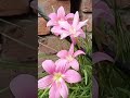 rain Lilly 🌷 #trinding #garden #gardening #growingplants #farming #plants