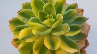 Play video: Echeveria bob Jolly Variegata