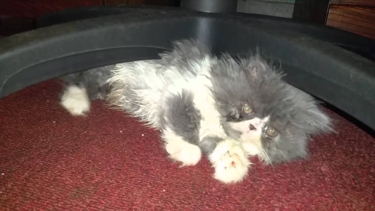 Persian Kittens YouTube