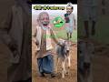 मोदी जी खरीद कर लाए बछड़ा राहुल जी हुए जलन|funny #shortvideo