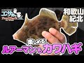 イカメタルっぽいしルアーマンも簡単にカワハギ釣りチャレンジ出来ます
