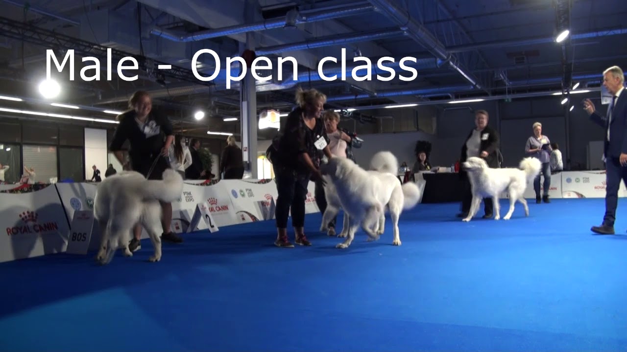 AJS 2018-Tatra Shepherd Dog