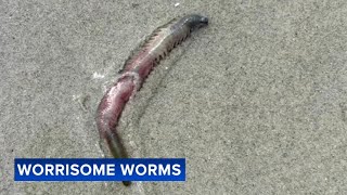 Why all the worms at the Jersey Shore We ask an expert