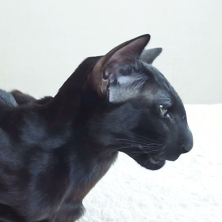 Как Тигр Делает 😆 Черный Ориентал 😸 #shorts - YouTube