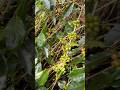 Buah kopi yang begitu banyak #nature #agrikultur #farming #teknikpertanian #fruit #automobile #agro
