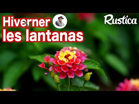 Vidéo: Faut-il réduire le lantana ?