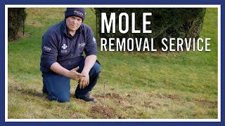 Mole Removal Service