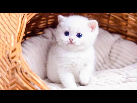 Cute and Funny Baby Cat Videos (2022)