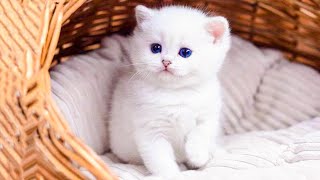 Cute and Funny Baby Cat Videos (2022) by Aww Animals 19,166 views 1 year ago 2 minutes, 16 seconds