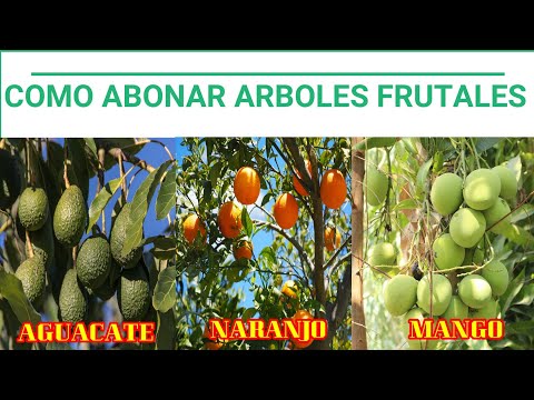 Video: Regar Y Alimentar árboles Frutales Y Arbustos De Bayas