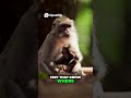 Monkey's Jungle Jam - Animated Monkey's Epic Guitar Performance!