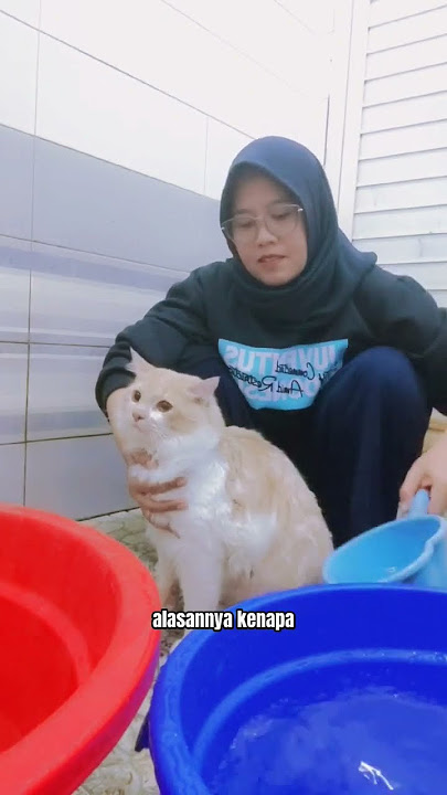 Alasanku ga pernah Grooming kucing di petshop karena... #shorts #kucing #cat #cats #catlover