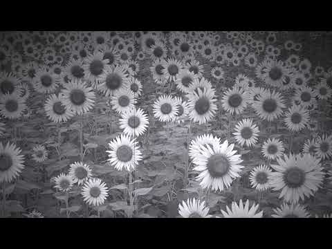 [Piano Cover] Lamp / 八月のカレンダー  (August Calendar)