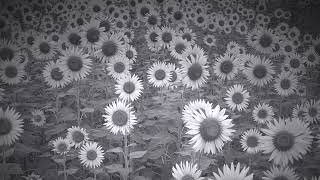 [Piano Cover] Lamp / 八月のカレンダー  (August Calendar)