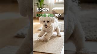 강아지가 바닥을 긁는 이유