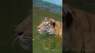 5 Amazing Mammals That Swim!