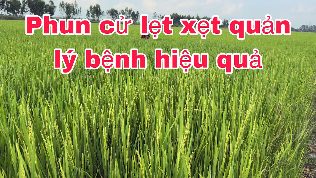 OM18 đông Xuân 2026 lẹt xẹt 62 ngày mưa nắng thất thường 