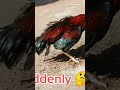 Aseel lakha🐓🐓