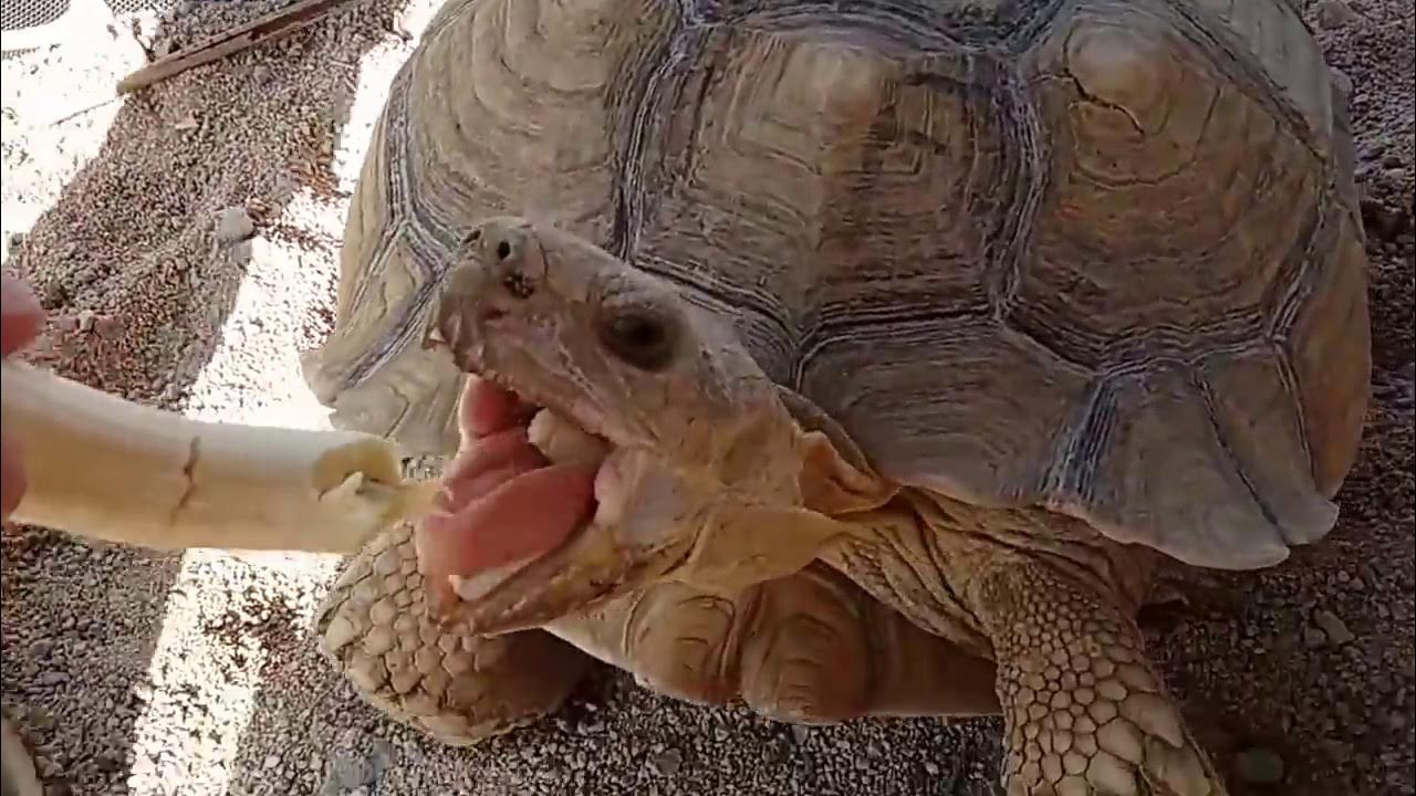 можно черепахам бананы. можно черепахам бананы. чем нужно кормить красноухую черепаху. можно черепахам бананы. черепаха с носом.