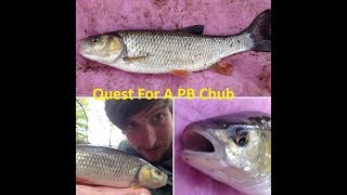 Quest For A PB Chub - Multi-Species River Fishing